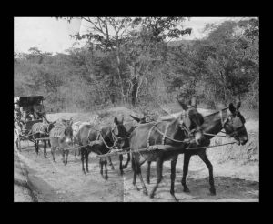 AN EIGHT SPAN DONKEY CART IN CHIMANIMANI DISTRICT
(From Marie de Bruijn's talk "Transport Routes in Gazaland")