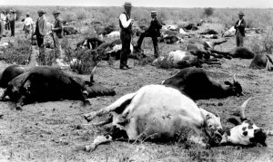 RINDERPEST VIRUS - KILLED 90% OF CATTLE IN SOUTH AFRICA IN THE 1890'S
FROM DR. GLYN VALE'S TALK "HUMANS AND TSETSE FLIES"