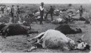 RINDERPEST 1895-96 (Photo from Dr. Charles Waghorn's talk "A Veterinary History of this country - 1890s to the Present”)